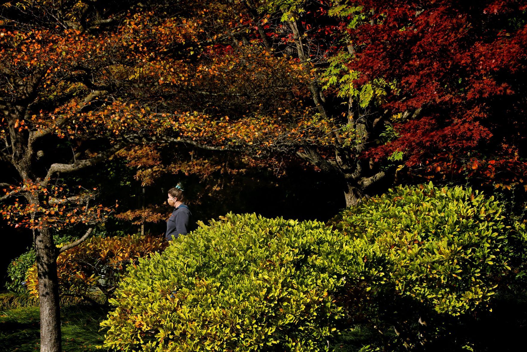 Fall colors remain at MoBot during final days of tree week